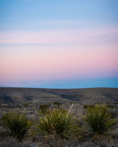 Scenic view of plants against sky during sunset in carlsbad caverns national park - new mexico