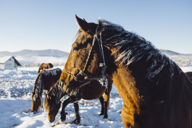 Horses on snow covered landscape against sky