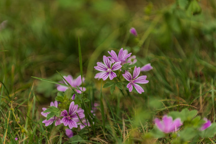 Close-up of pink flowering plant on field
