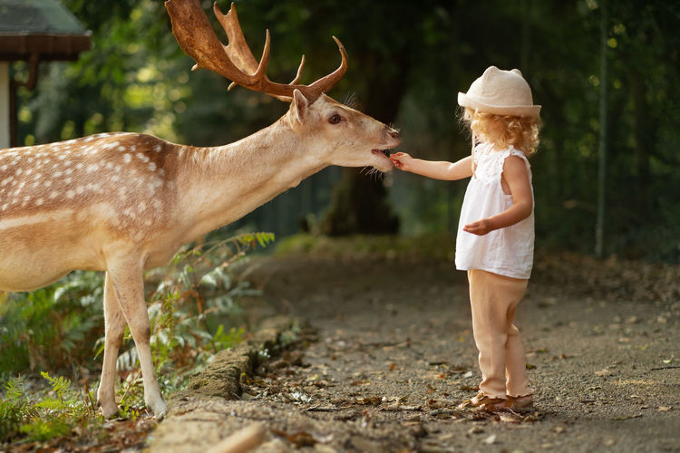 Cute baby girl, toddler, child feeding big brown deer, fawn with antlers in forest, park, farm