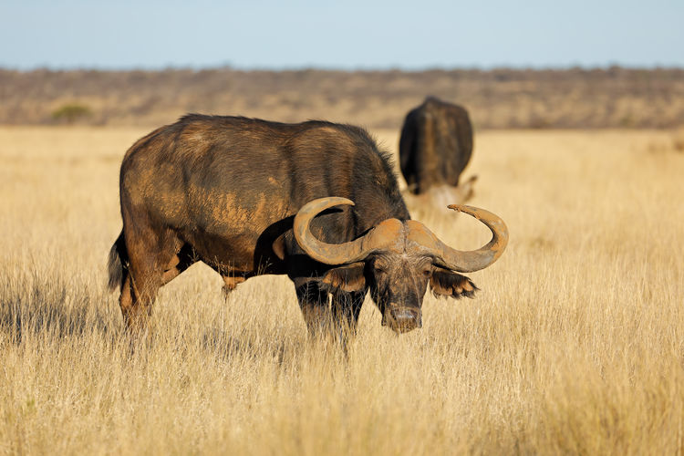 An african buffalo - syncerus caffer - in open grassland, mokala national park, south africa
