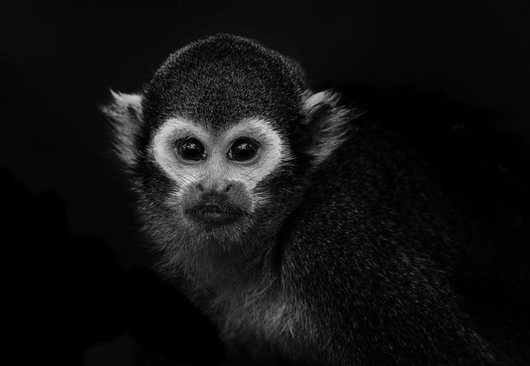 Close-up portrait of squirrel monkey against black background