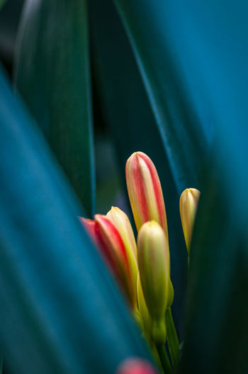 Close-up of blue tulip flower