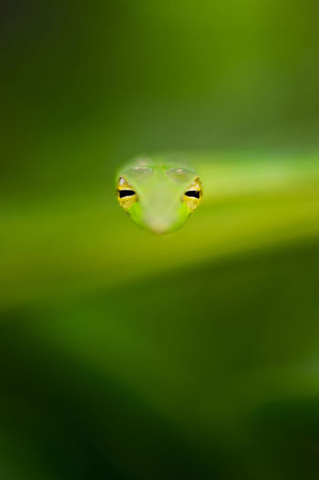 Portrait of green vine snake