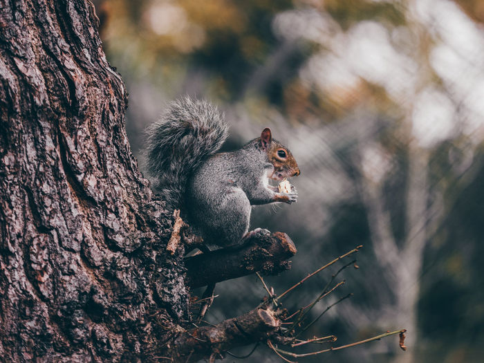 A british grey squirrel eating an acorn