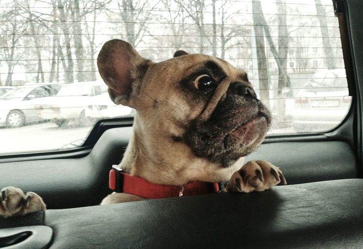 Close-up of french bulldog in car