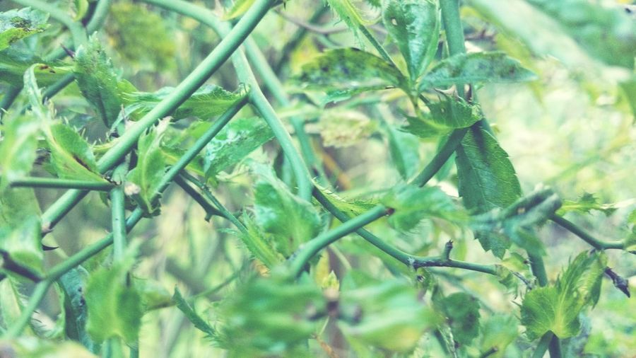 Close-up of green leaves on branch