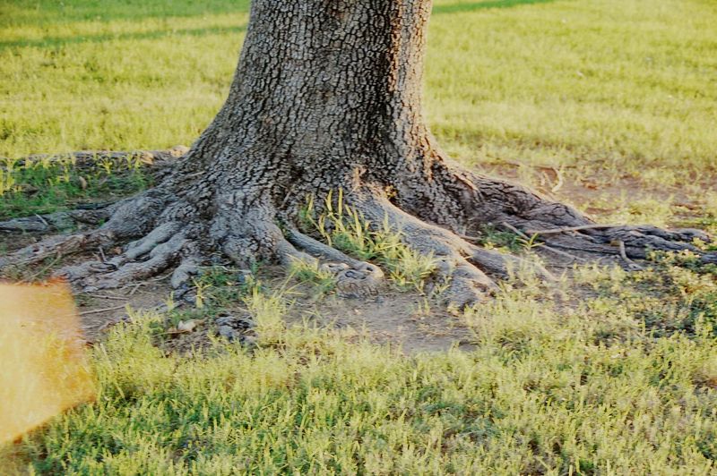 View of tree trunk on field