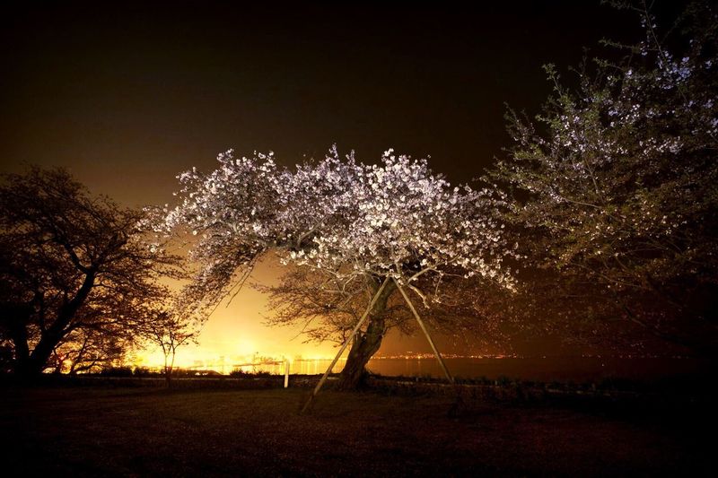 Cherry blossom trees in orchard at riverfront during night 