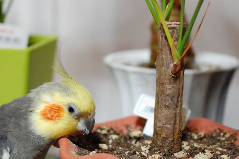 Close-up of cockatiel by potted plant