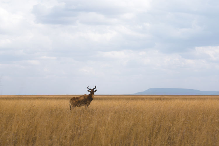 Stag standing on grassy field against cloudy sky