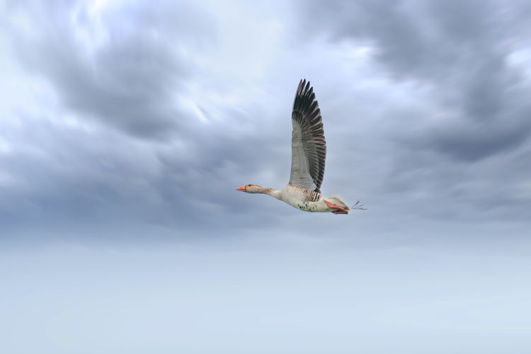 Detailed raw goose, anser anser, in flight against blue sky