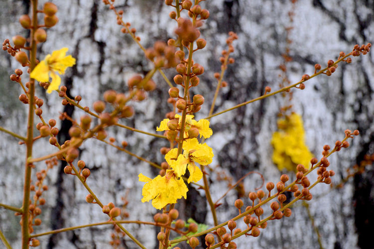 Close-up of flower tree during winter