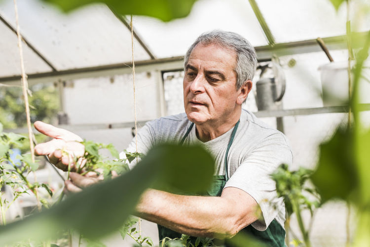 Senior man in greenhouse examining plant