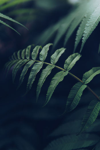 Close-up of fern leaves