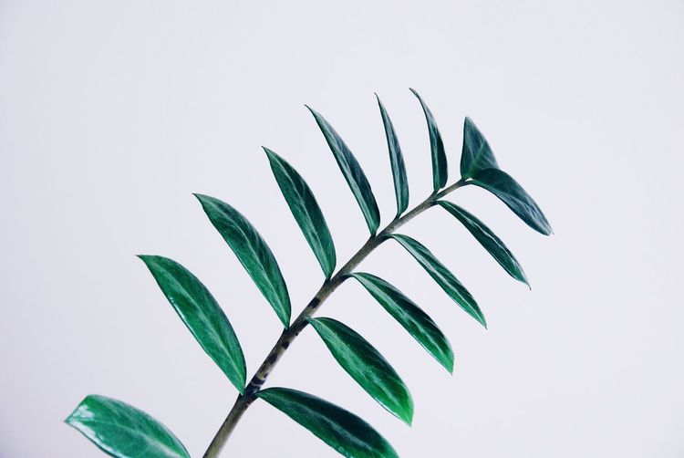 Close-up of plant over white background