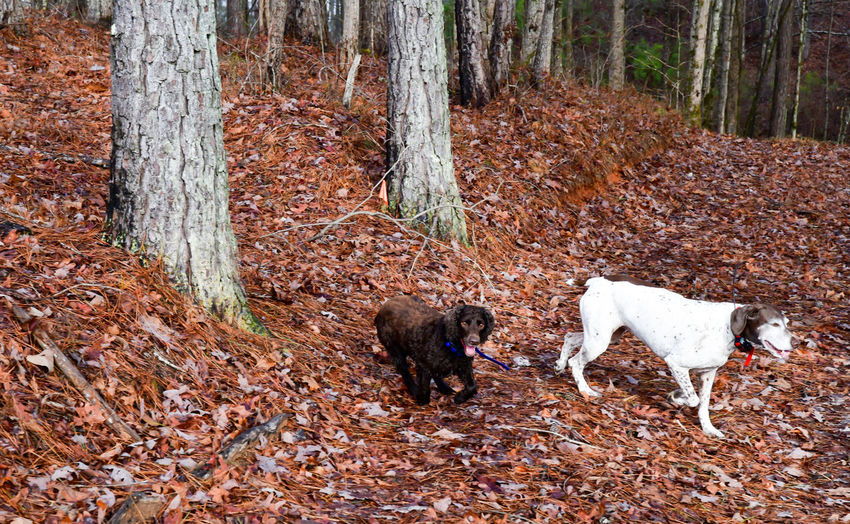 Dogs running in forest
