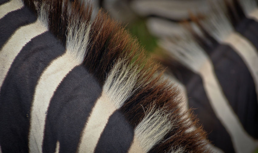 Close-up of a zebra 