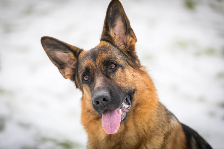 German young shepherd dog performs the commands of the owner, running through the snow. 