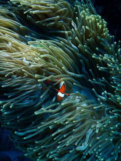 Nemo fish with its anemone