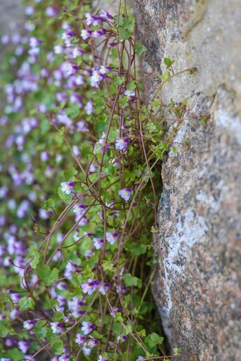 Close-up of flowers growing on branch