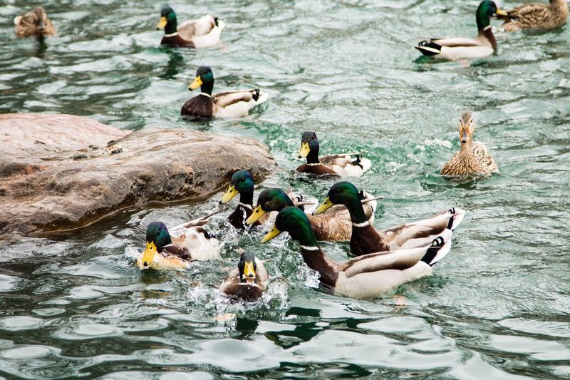 Ducks swimming in lake