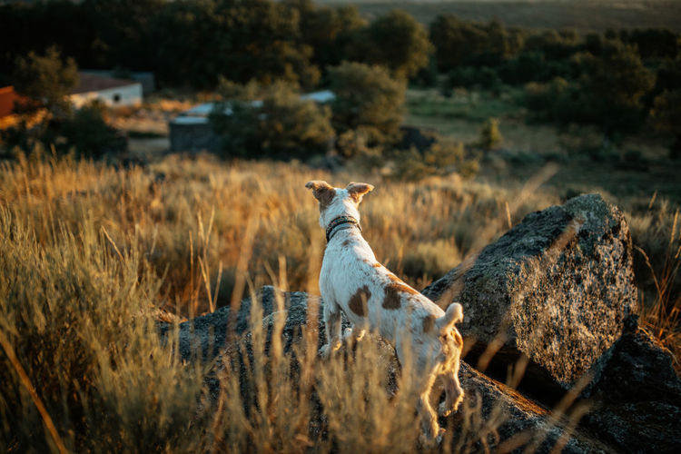 View of dog on land