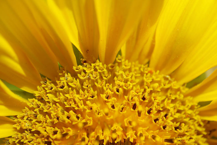 Closeup of partial sunflower disc florets and ray florets