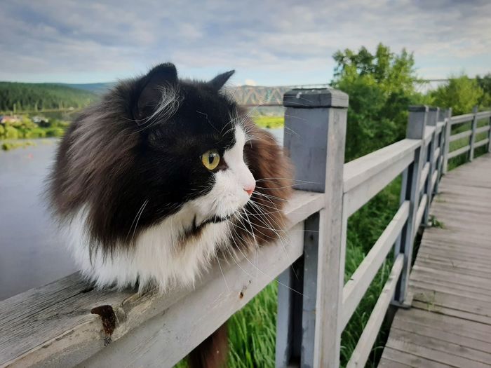 Close-up of a cat looking away