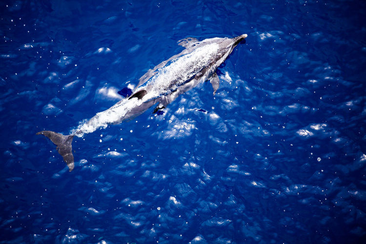 High angle view of a dolphin swimming in sea