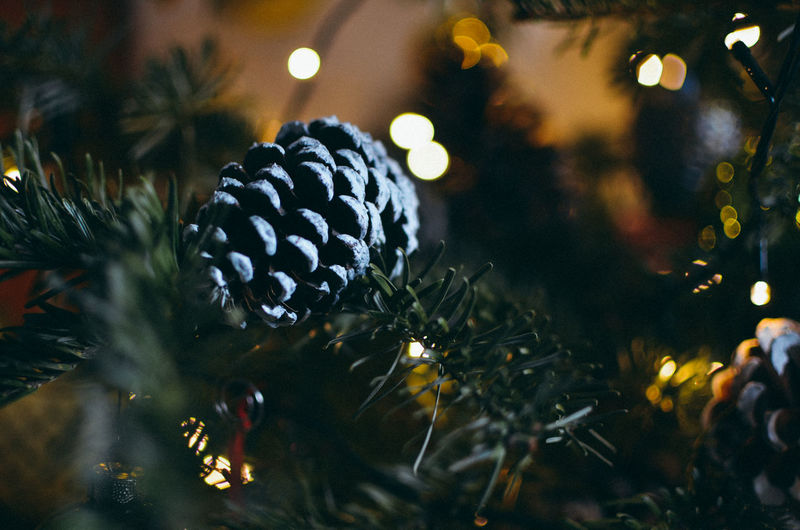 Close-up of illuminated christmas tree