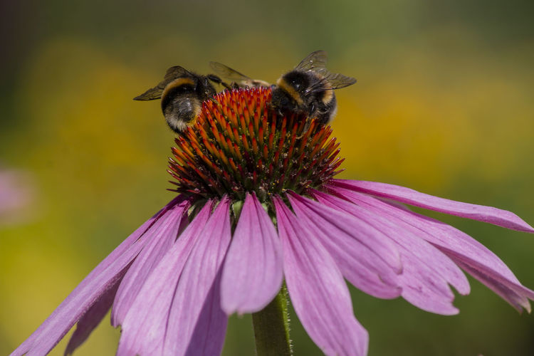 Honey bee pollinating on purple flower