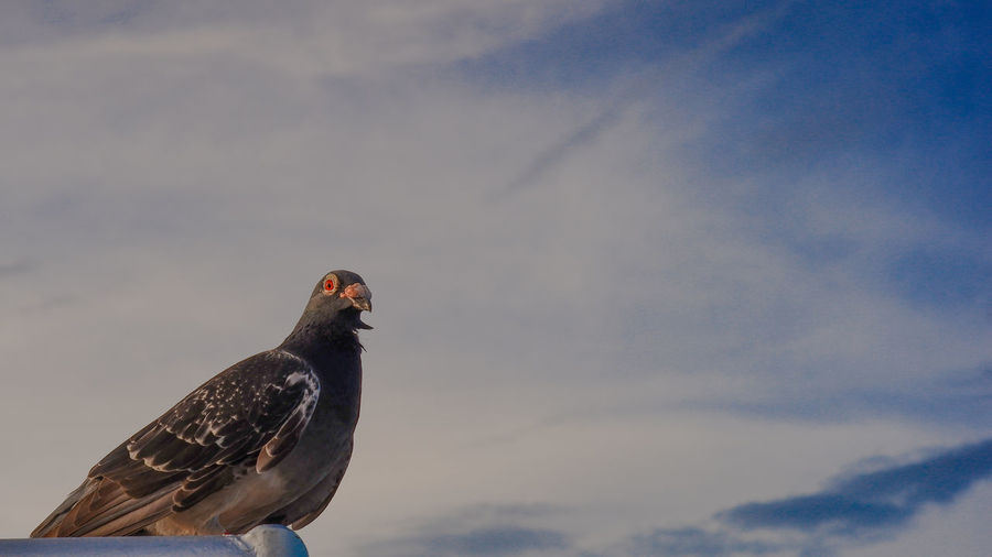 Low angle view of eagle perching on the sky