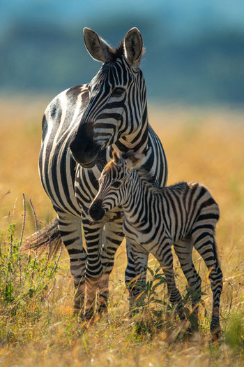 Plains zebra stands with foal eyeing camera