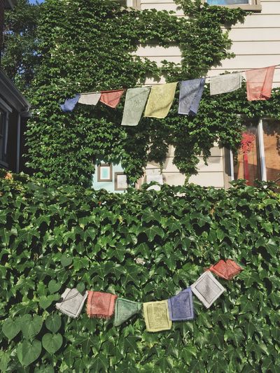 Prayer flags hanging over plants during sunny day
