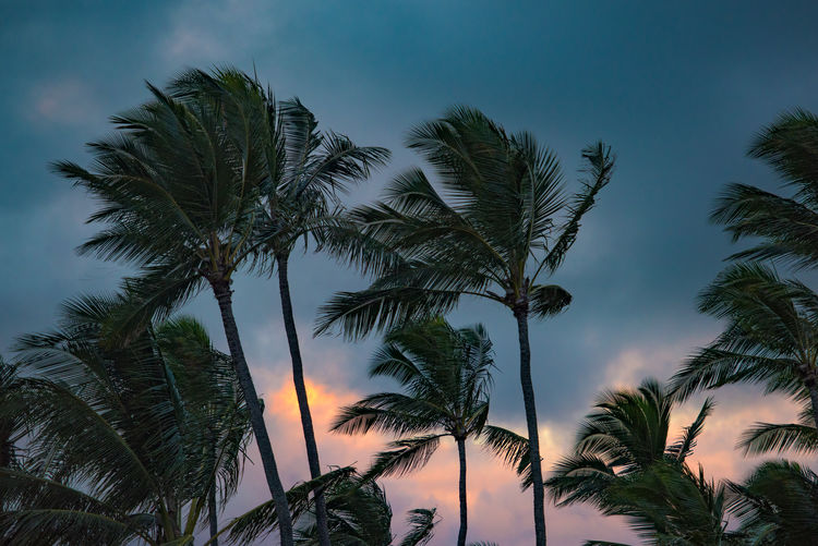 Low angle view of palm trees against cloudy sky during sunset