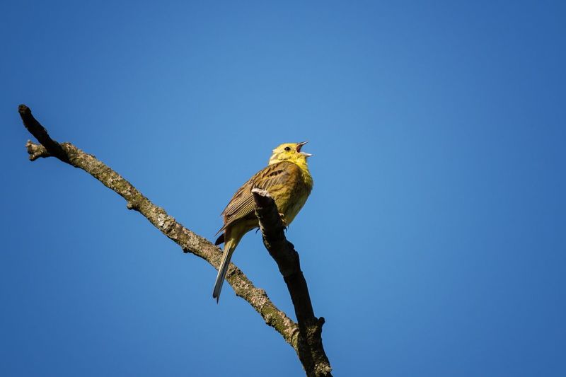Low angle view of yellow hammer bird perching on branch against clear sky