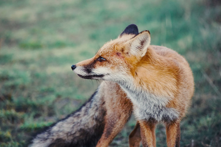 Autumn portrait of a wild fox