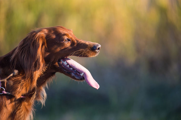 Side view of cocker spaniel sticking out tongue