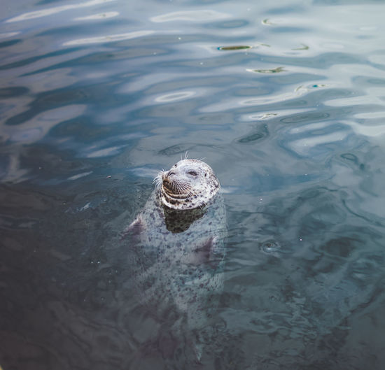 High angle view of aquatic mammal swimming in sea