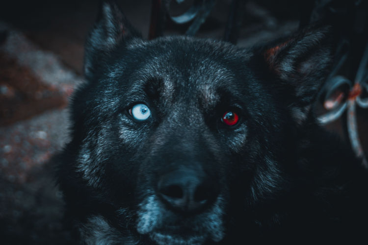 Portrait of black dog