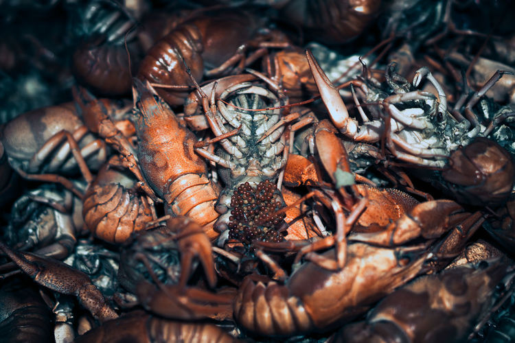 Full frame shot of crayfish for sale at fish market