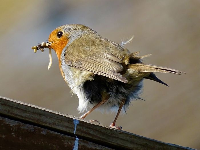 Robin bird with bugs in its beak in the spring sunshine