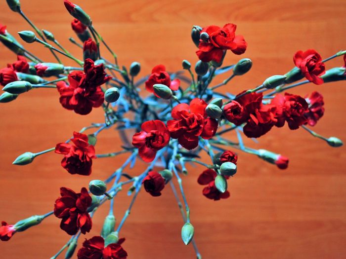 Directly above shot of red carnations on table