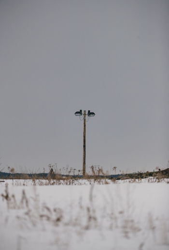 View of bird against clear sky