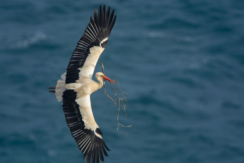 Stork flying over sea