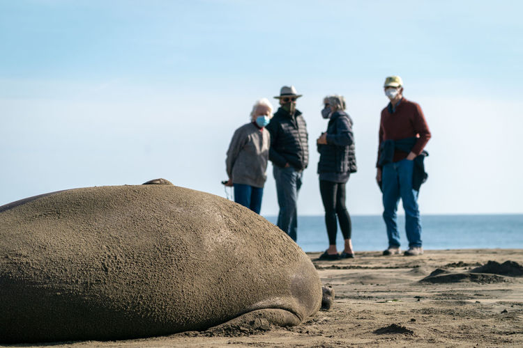 Elephant seal lying on beach in northern california while people walk on the sand.