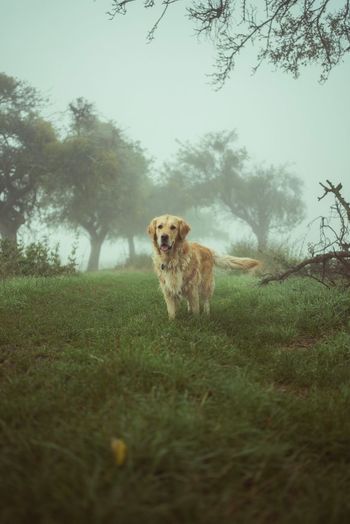 Portrait of dog walking on land