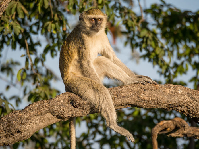 Low angle view of vervet monkey sitting on tree branch, chobe national park, botswana