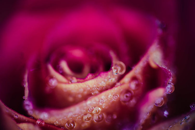 Full frame shot of wet pink rose